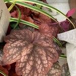 Heuchera americana 葉