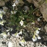 Arabis alpinaBlomst