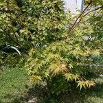 Acer japonicumFrunză