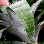 Aechmea fasciata Leaf