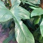 Philodendron hastatum Foglia