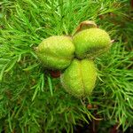 Paeonia tenuifolia Frucht