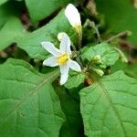Solanum nigrum Fleur