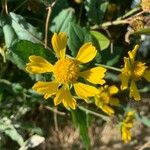 Helenium amarum Kvet