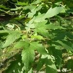 Acer heldreichii List