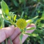 Borrichia frutescens Blüte