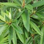 Rhododendron arboreum Leaf