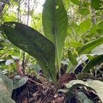 Anthurium hacumense Leaf