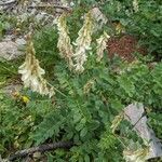 Hedysarum hedysaroides Hábito