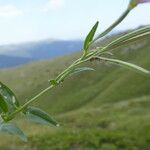 Epilobium palustre बार्क (छाल)