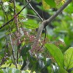 Miconia sarmentosa Fruit