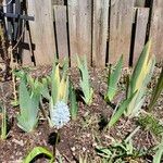 Muscari botryoidesFlower