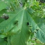 Ambrosia trifida Leaf