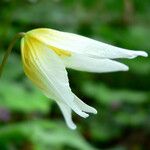 Erythronium helenae Flower