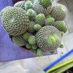 Rebutia heliosa Leaf