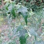 Atriplex sagittata Leaf