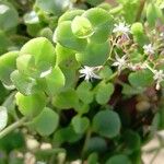 Crassula spathulata 葉