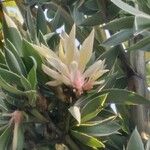 Agave vivipara 花