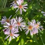 Symphyotrichum novi-belgii Bloem