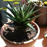 Haworthia limifolia Leaf