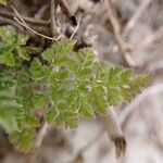 Anthriscus caucalis Leaf