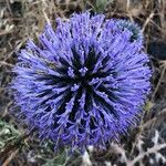 Echinops bannaticus Цветок