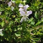 Viola arvensis Flower