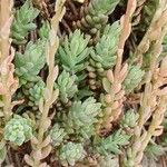 Sedum sediforme 葉