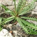 Crepis leontodontoides Anders