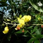 Cajanus cajan Flower