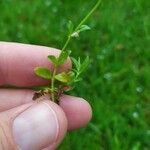 Veronica verna Leaf