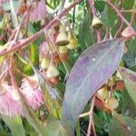 Eucalyptus leucoxylon Frukt