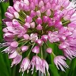 Allium angulosum Fleur