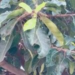 Ficus lutea Φύλλο