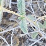 Lomelosia argentea 叶