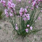 Gladiolus carneus Kwiat