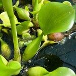 Pontederia crassipes Leaf