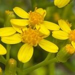 Senecio angulatus Lorea