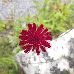 Scabiosa atropurpurea Žiedas