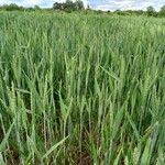 Triticum aestivum Агульны выгляд