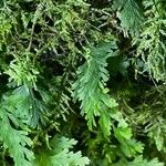 Hymenophyllum polyanthos Folla