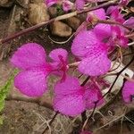 Ionopsis utricularioides Flower