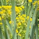 Tephroseris palustris Fula