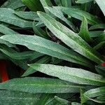 Erysimum × cheiri Frunză