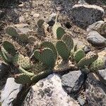 Opuntia polyacantha 葉