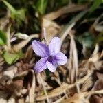 Viola rostrata Flower