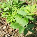 Polemonium reptans Листок