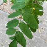 Robinia viscosa Blatt