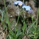 Myosotis corsicana Habitus