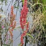 Rumex aquaticus Flor